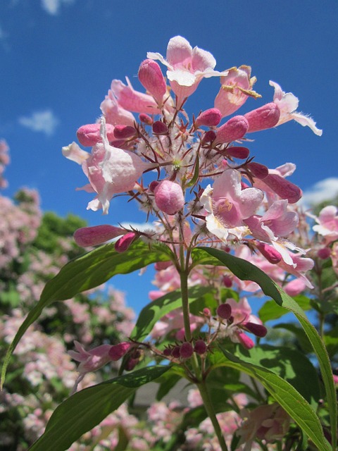 Kolkwitzia Amabilis 美容灌木 灌木 - 上的免费照片