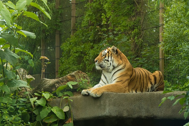 老虎 科凯萨里 猫科动物 - 上的免费照片