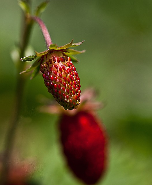 草莓 野草莓果实 卓有成效 - 上的免费照片