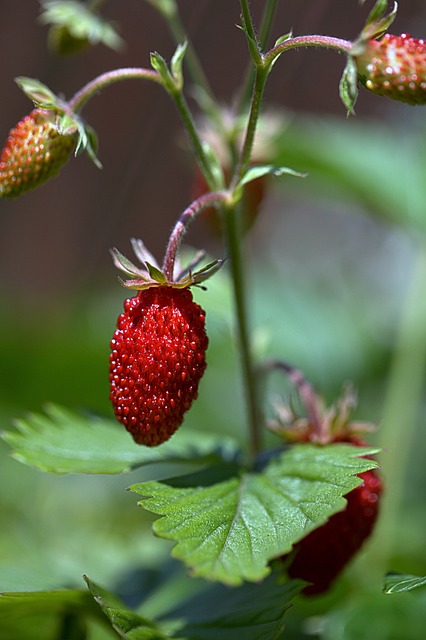 草莓 野草莓果实 卓有成效 - 上的免费照片