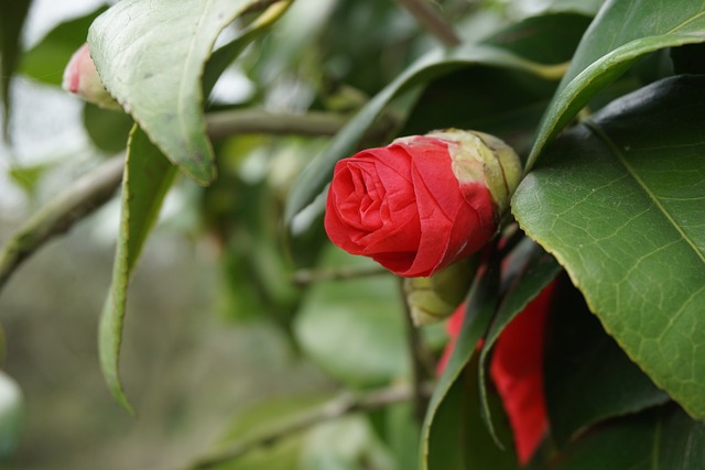 红花 美丽 惊艳 - 上的免费照片