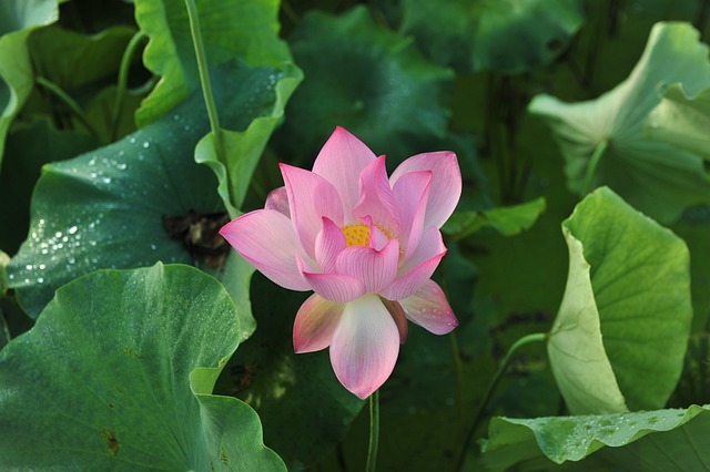 莲 花苞 莲花 - 上的免费照片