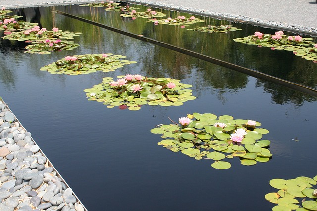 池塘 花瓣 百合 - 上的免费照片