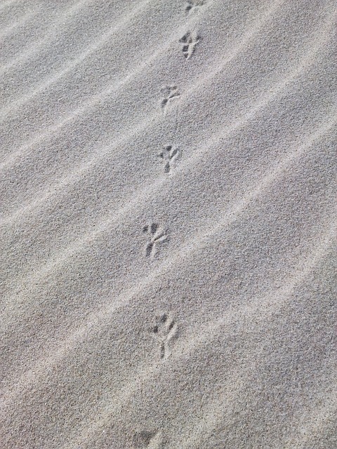 痕迹 砂 海滩 - 上的免费照片