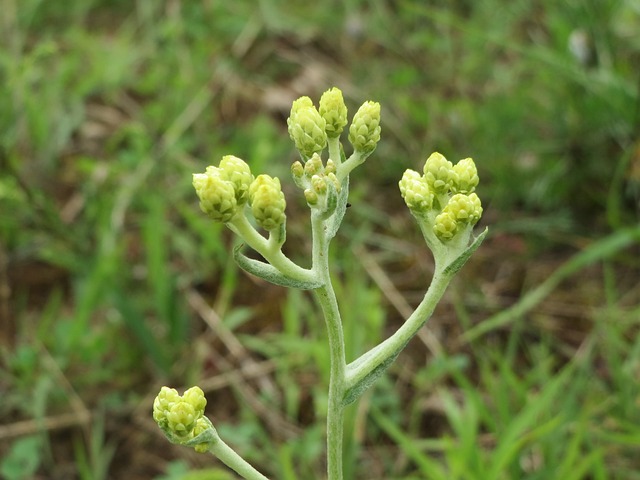 蜡菊属植物 矮人永恒 蜡菊 - 上的免费照片