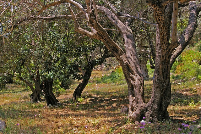 橄榄树 老的 树干 - 上的免费照片