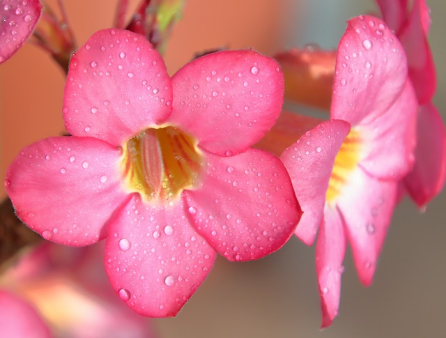 花 玫瑰 花朵 - 上的免费照片