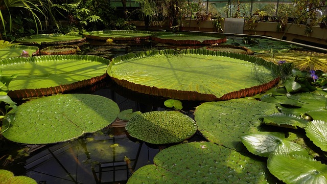植物园 布达佩斯 漂浮 - 上的免费照片