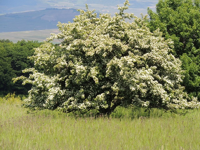 盛开的山楂 茂盛的树 白色的花 - 上的免费照片