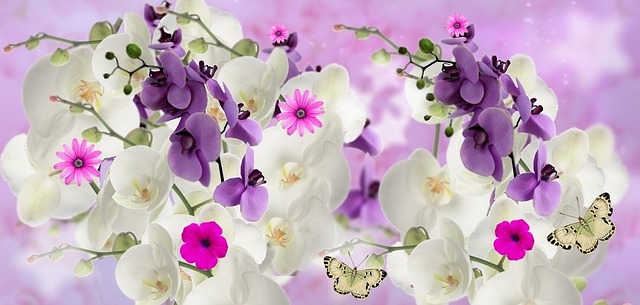 兰花 花朵 花园 - 上的免费图片