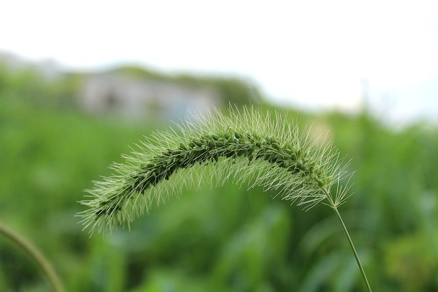 毛毛虫草 草 绿色 - 上的免费照片