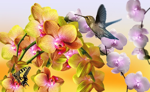 黄色兰花 淡紫色兰花 混合兰花 - 上的免费照片
