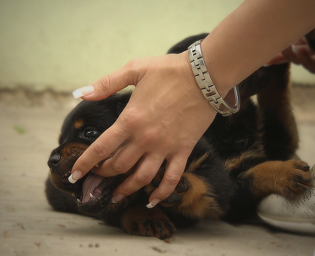 罗威纳犬 小狗 狗 - 上的免费照片