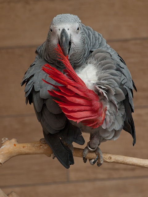 鹦鹉 Psittacus Erithacus 非洲灰鹦鹉 - 上的免费照片