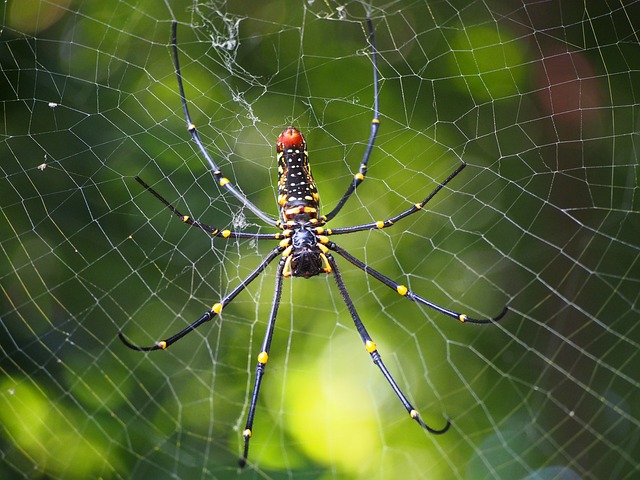 蜘蛛 蛛網 狩獵 Nephila - 上的免费照片