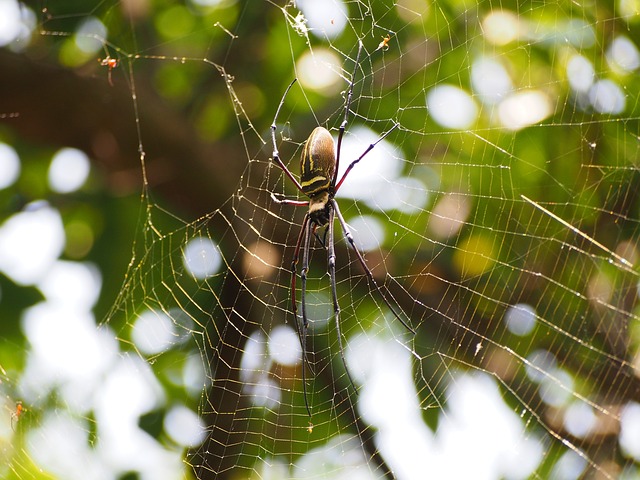 蜘蛛 結網 狩獵 - 上的免费照片