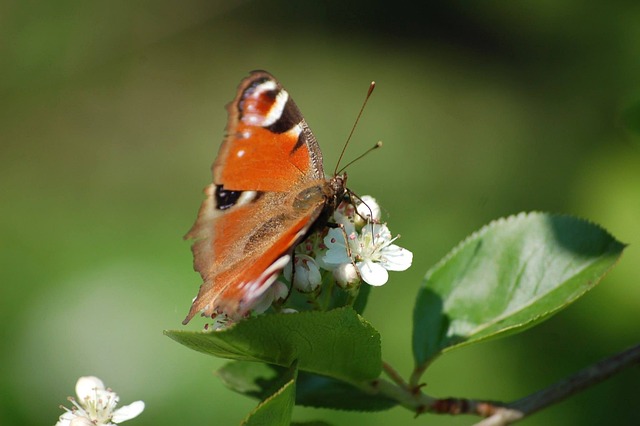 蝴蝶 自然 花园 - 上的免费照片