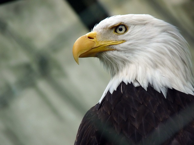 鹰 华盛顿之鹰 - 上的免费照片
