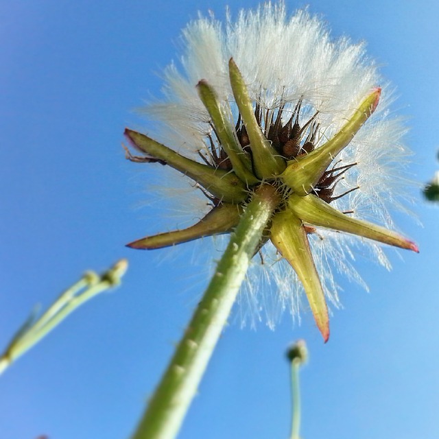 草本植物 森林 花 - 上的免费照片