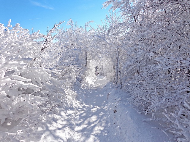 冬季 森林 雪 - 上的免费照片