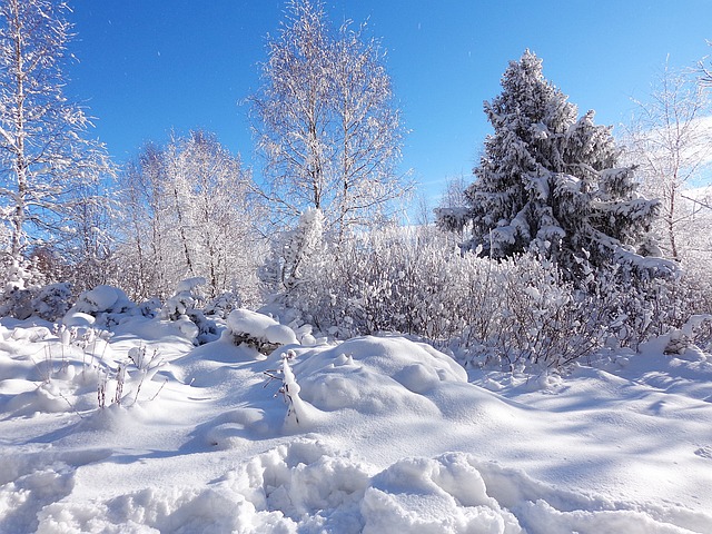 冬季 森林 雪 - 上的免费照片