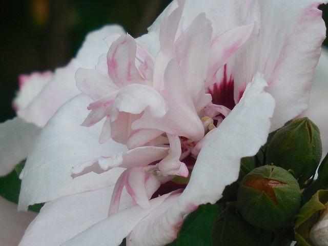 沙仑的玫瑰花 芙蓉 花 - 上的免费照片
