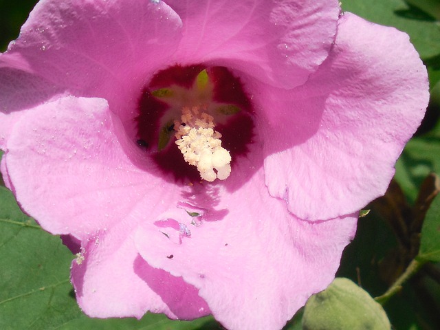 沙仑的玫瑰花 芙蓉 花 - 上的免费照片