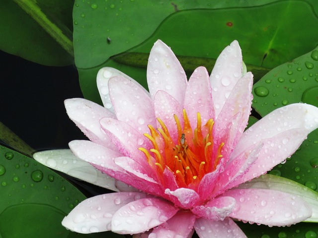 雨后出芙蓉 夏天 荷花 - 上的免费照片