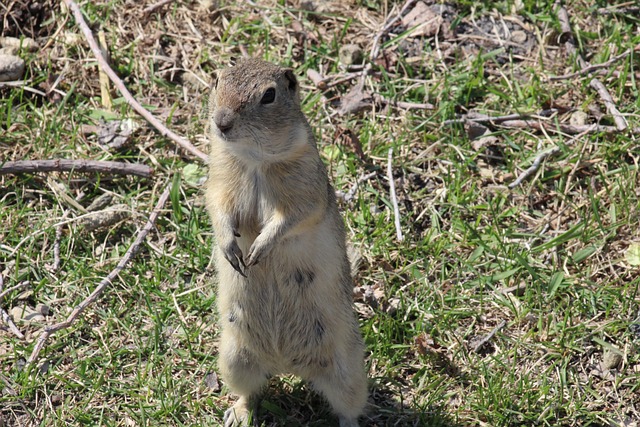 地鼠 理查森地松鼠 动物 - 上的免费照片
