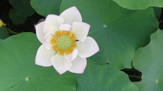 白莲花 花蕊 荷叶 - 上的免费照片