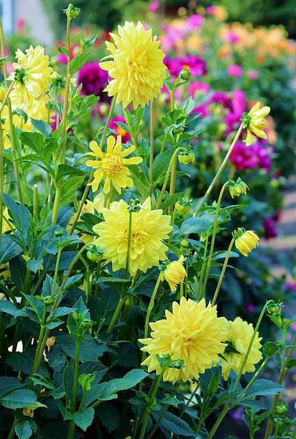 Asters 花 场地 - 上的免费照片