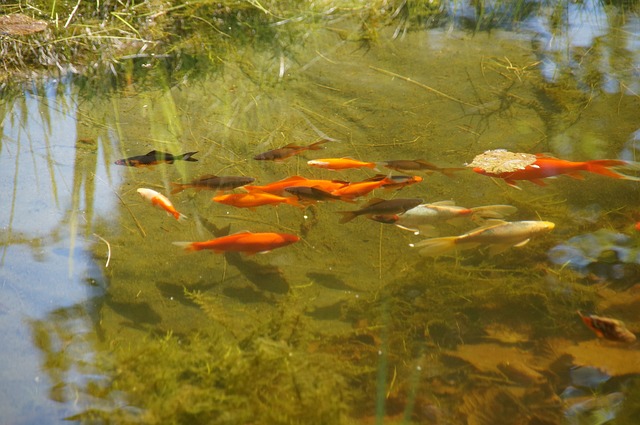 池塘 花园池塘 金鱼 - 上的免费照片