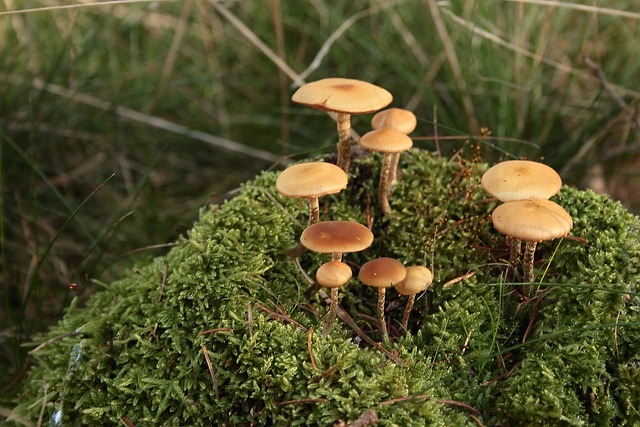 蘑菇 苔藓 森林 - 上的免费照片