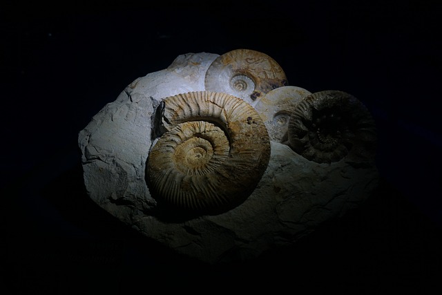 菊石 化石 博物馆 - 上的免费照片