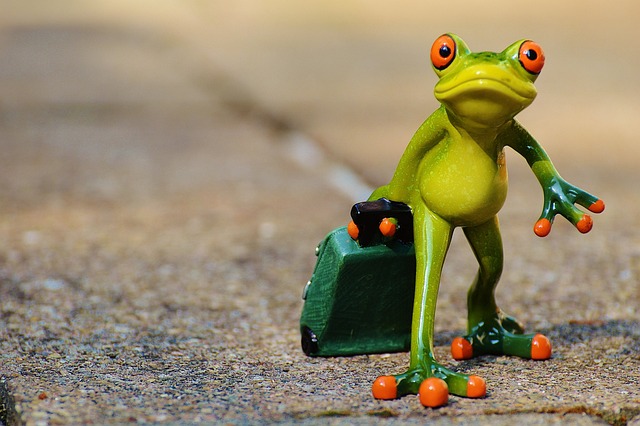 青蛙 告别 旅行 - 上的免费照片