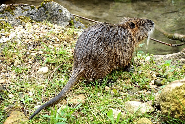 海狸鼠 啮齿动物 野生动物 - 上的免费照片