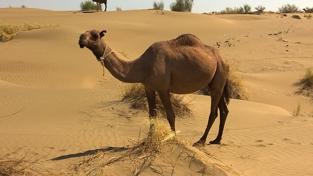 骆驼 土库曼斯坦 - 上的免费照片