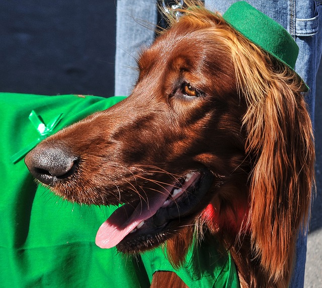 爱尔兰长毛猎犬 小狗 犬种 - 上的免费照片