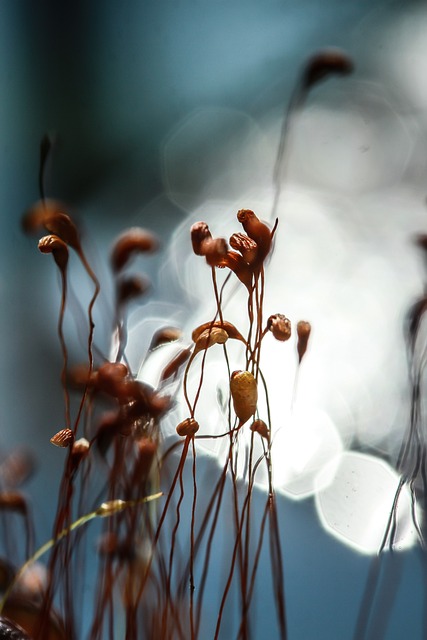 苔藓 植物 池塘 - 上的免费照片