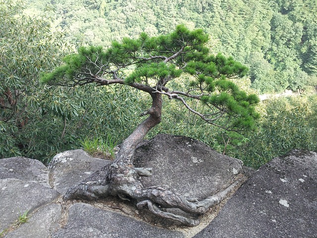 松 岩石上的松树 - 上的免费照片