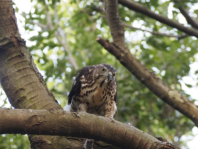 鳳頭 蒼鷹 公園 - 上的免费照片