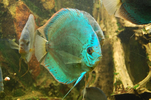 铁饼 Cichlid 鱼 水族馆 - 上的免费照片