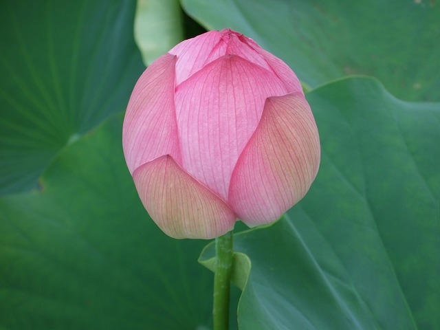 鲜花 莲花 哈斯 - 上的免费照片