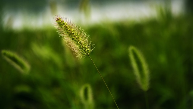 狗尾草 草 植物 - 上的免费照片