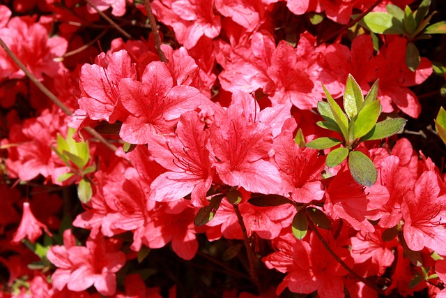 映山红 花 花朵 - 上的免费照片