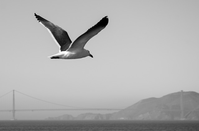 海鸥 黑和白 旧金山 - 上的免费照片