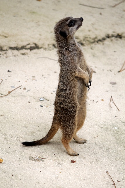 Suricate 动物 动物园 - 上的免费照片