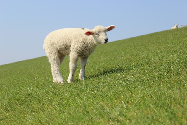 羊肉 堤 羊 - 上的免费照片
