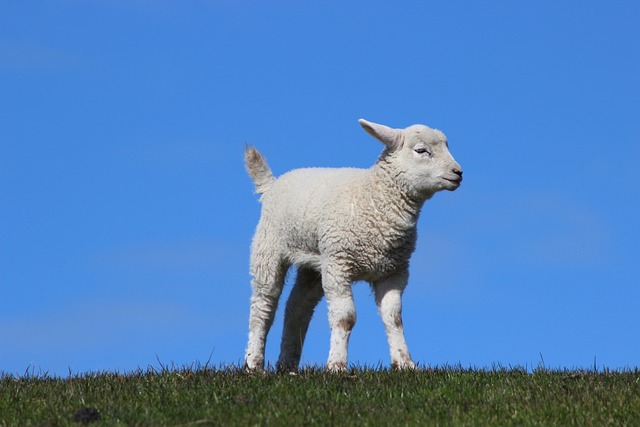 羊肉 堤 天堂 - 上的免费照片