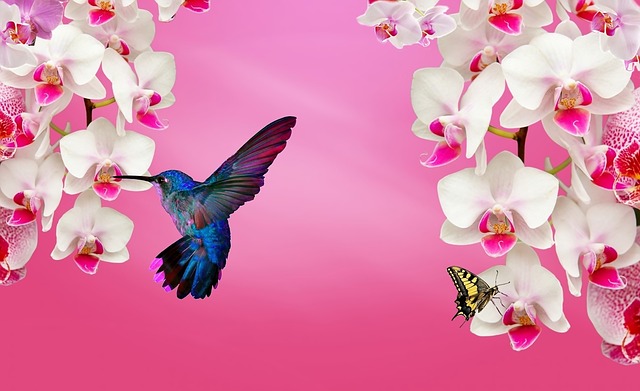 白兰花 粉红色的兰花 紫兰花 - 上的免费图片